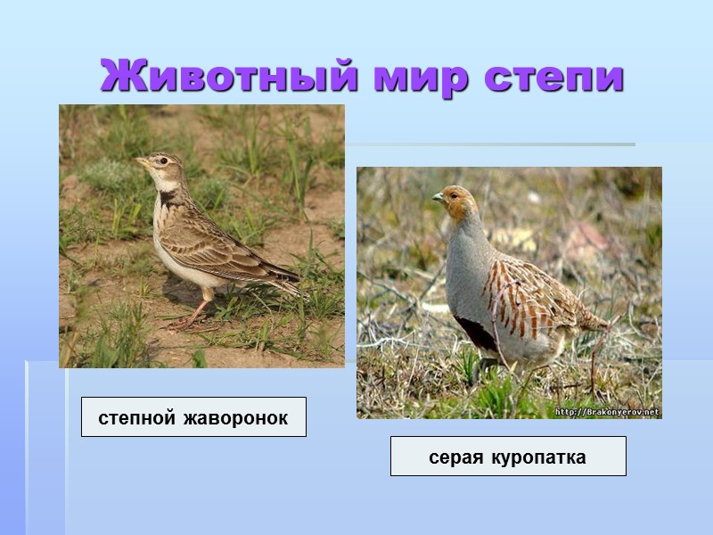 Животный мир степи степной жаворонок серая куропатка